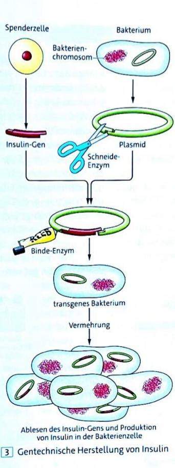 Biologie? Bitte ich brauche drigend hilfe? (Schule)