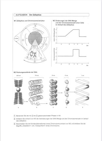 Biologie der Zellzyklus? (Computer, Chromosomen)