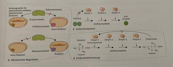 Biologie Enzyme? (enzymatik, Enzyme biologie)