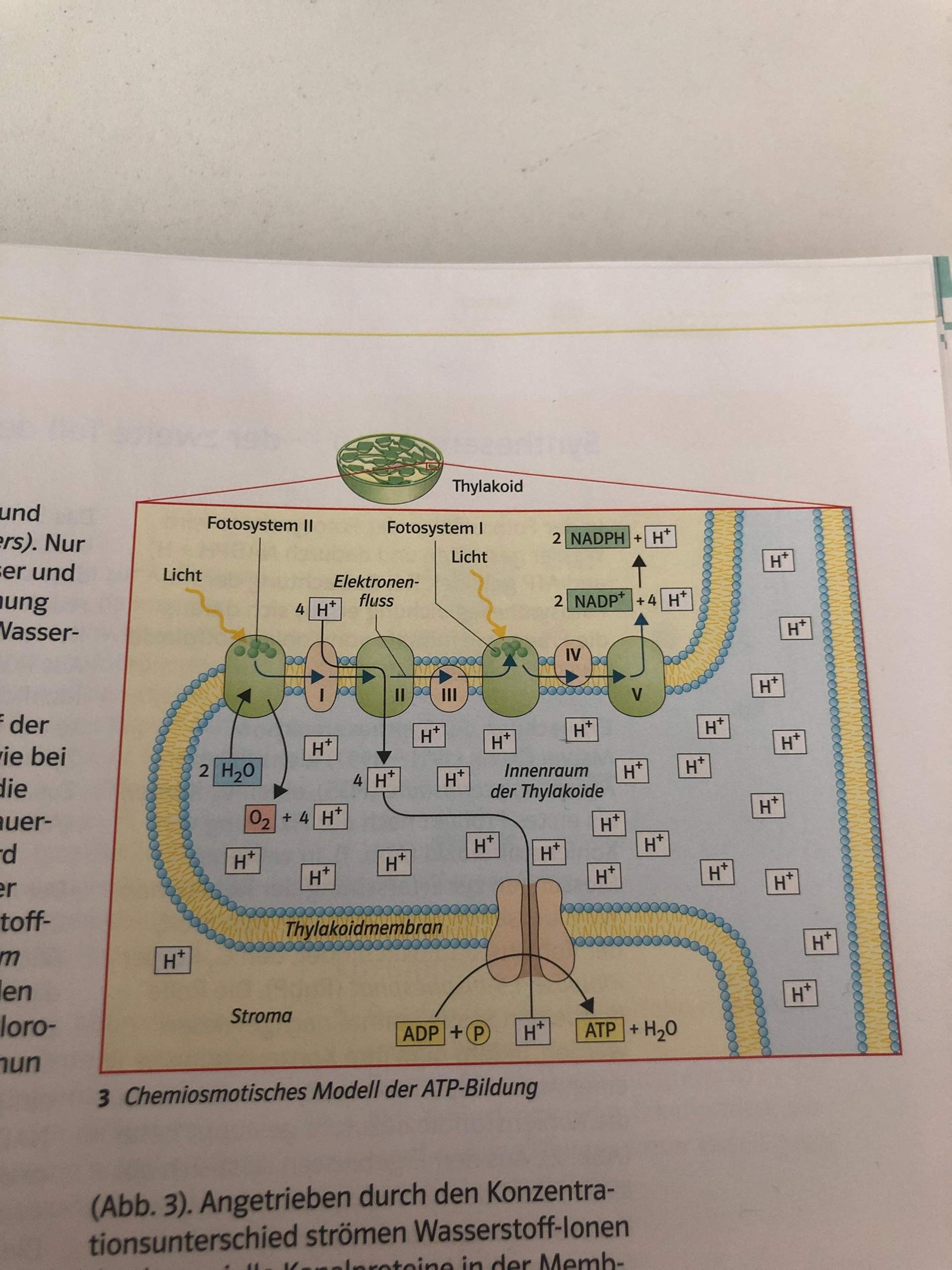 Chemiosmotisches Modell Der Atp Bildung Biologie Frage Chemiosmotisches Modell? (Schule, Bio, Biologieunterricht)