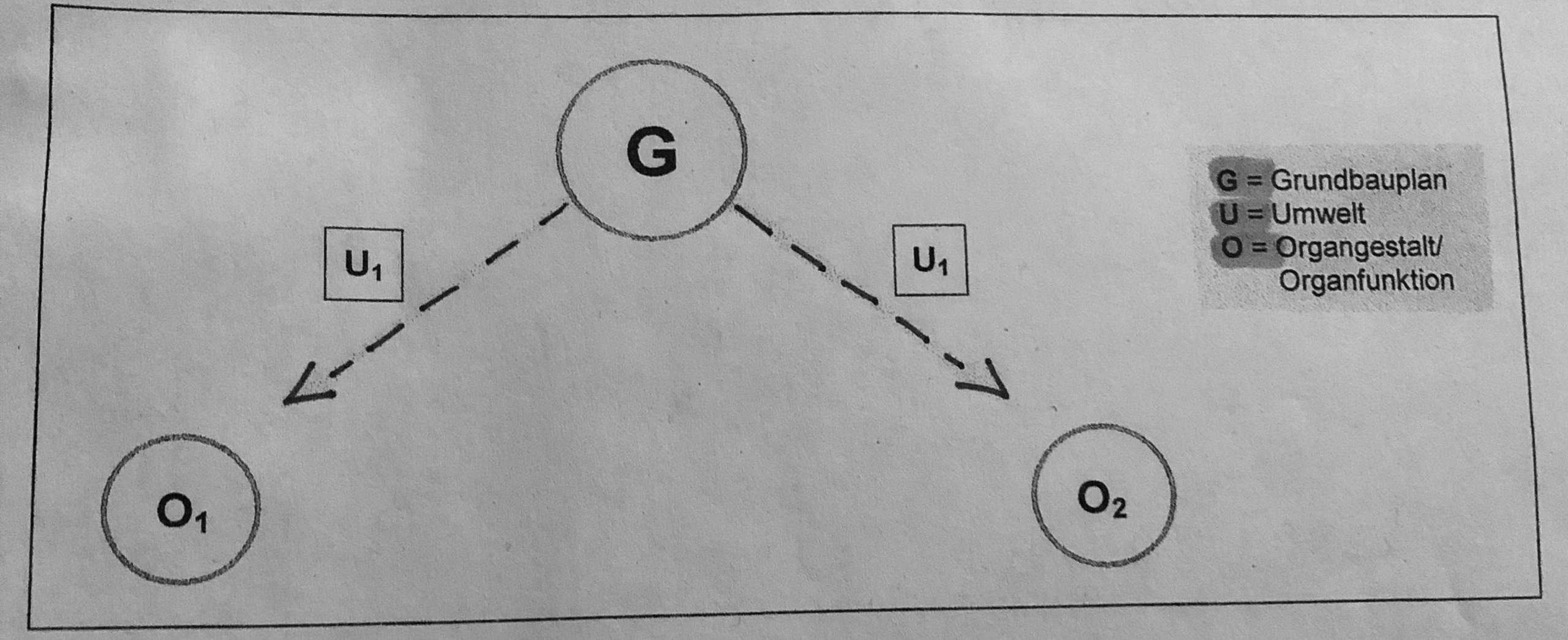 Biologie Homologie? (Schule, Evolution)