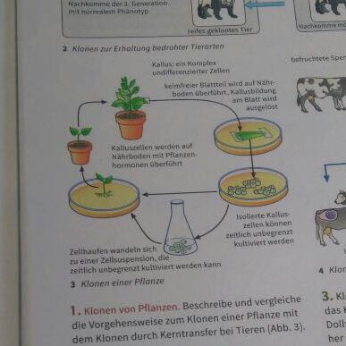 Siehe Aufgabe 1 und Abbildung 3 - (Biologie, Pflanzen, Klonen)