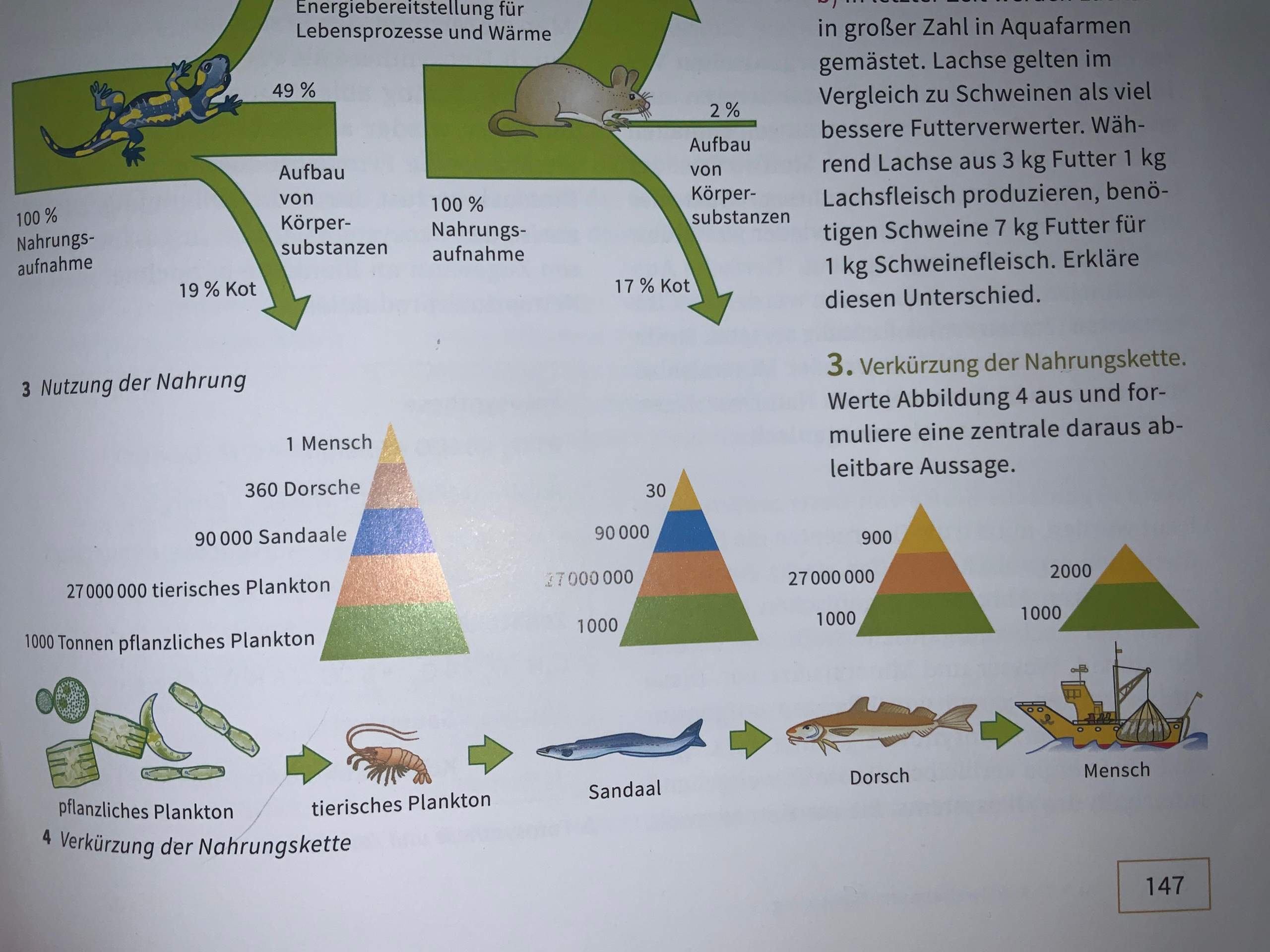 Biologie Nahrungskette? (Schule)