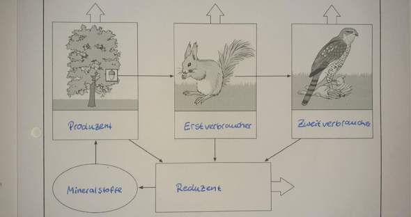 Biologie Okosystem Schule Produzent Mineralstoffe