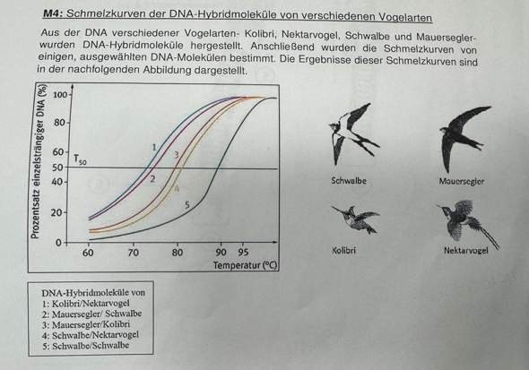 Biologie Schmelzkurven Der DNA Hybridmolek le Tiere Bio biologie-schmelzkurven-der-dna-hybridmolek-le-tiere-bio