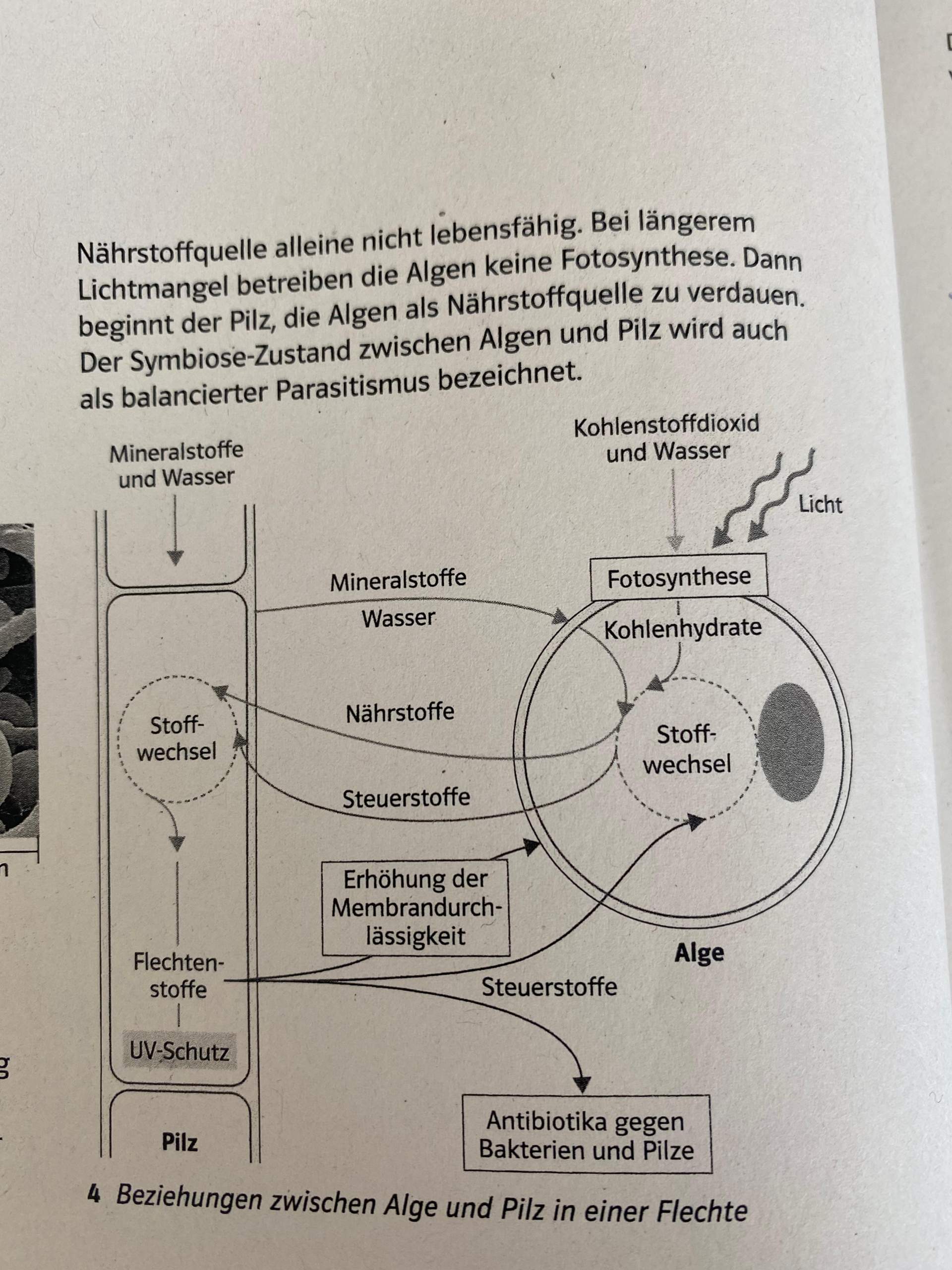 Biologie Symbiose Sex Menschen Tiere 