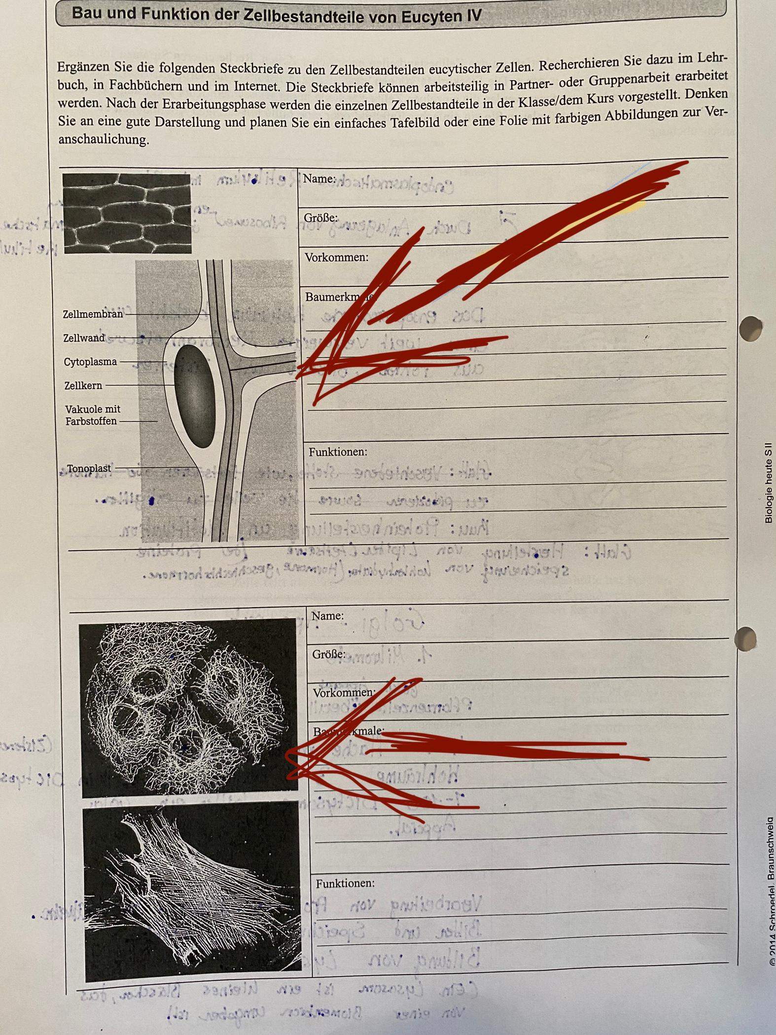 Biologie was sind das? (Schule, Menschen)