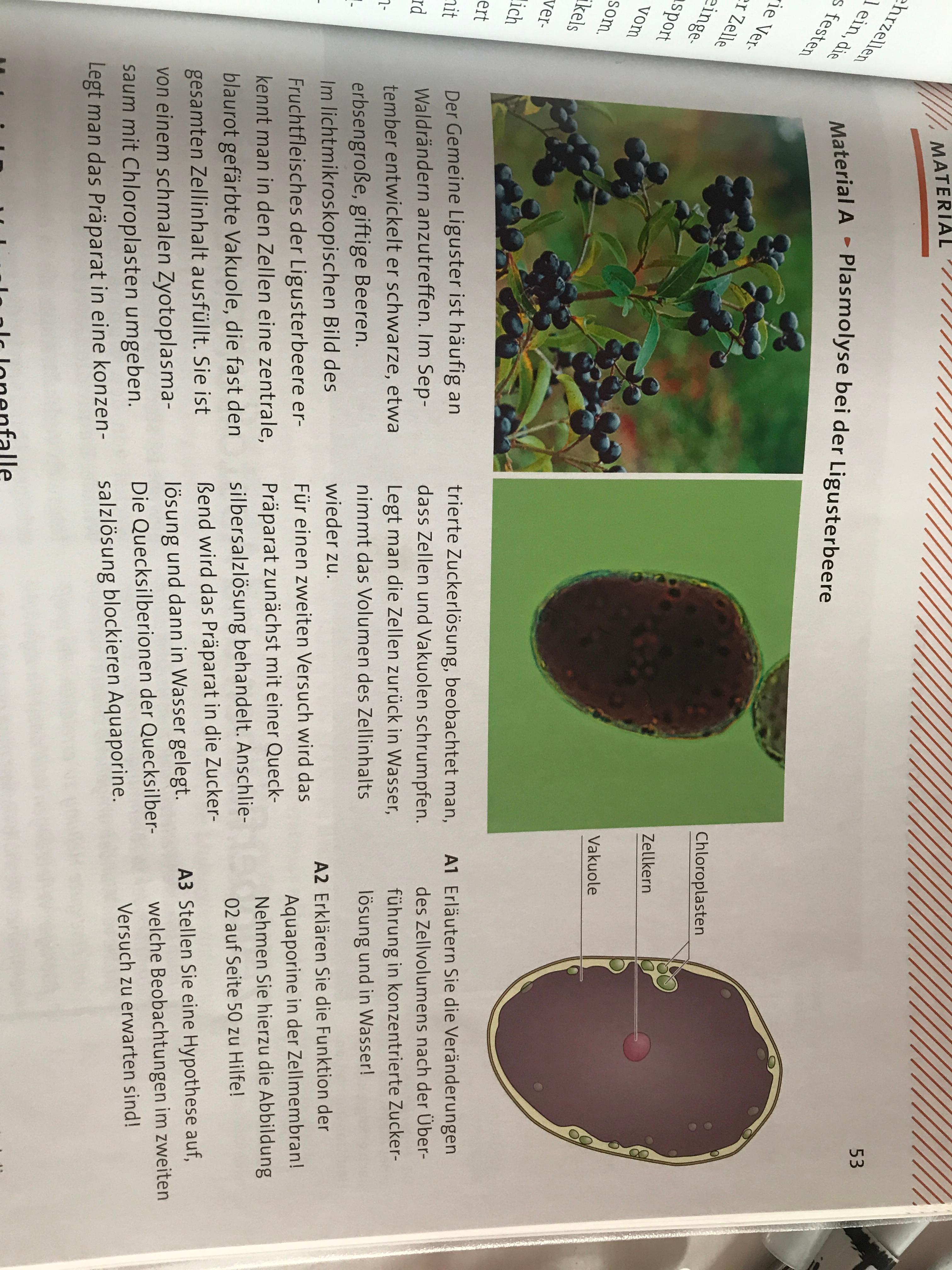 Biologie, wie funktioniert die Plasmolyse? (Schule)