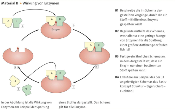Biologie/Enzyme? (Schule, Hausaufgaben, Unterricht)