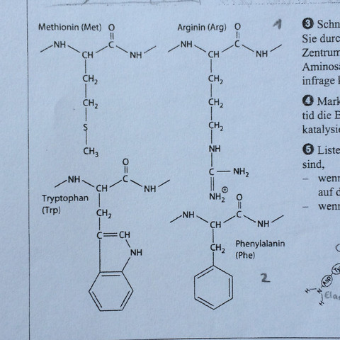 Enzym 3 - (Schule, Chemie, Biologie)