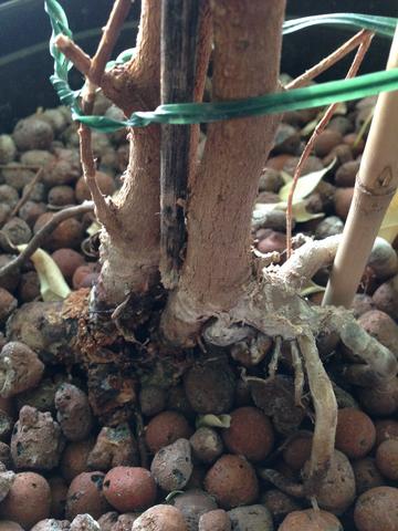 Wurzeln, trocken mit merkwürdigem Gewüchs - (Pflanzen, Pflanzenpflege, Pilze)