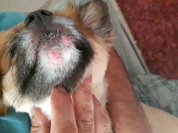 Bis wann bleibt ein hundeherpes? (Bevor jemand fragt ja wir werden zum