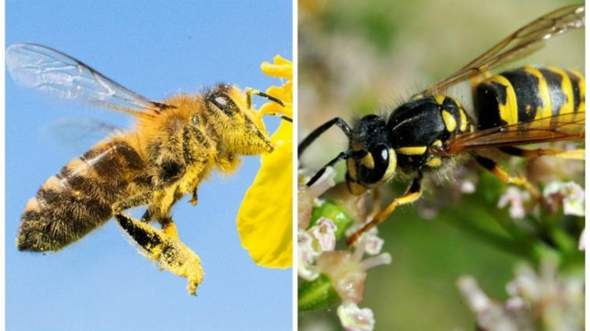 Bist / Reagierst du allergisch auf Bienen oder Wespenstiche?