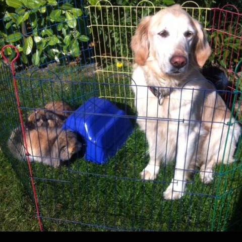 So sieht das aus Bild von Sommer macht sie aber auch in der Wohnung  - (Hund, Haustiere, Kaninchen)