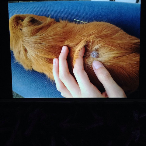 Bitte Helfen Tumor Muss Mein Meerschweinchen Sterben Gesundheit Und Medizin Gesundheit Tod