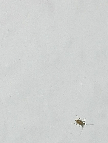 Viech 1 - (Insekten, Schädlinge, viecher)