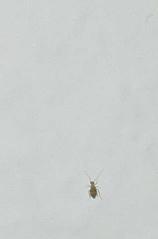 Bitte Helfen Was Ist Das Fur Ein Viech Insekten Schadlinge Viecher