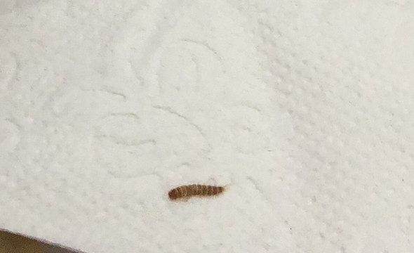 Bitte Helft Mir Was Ist Das Fur Ein Wurm Insekten Wurmkur