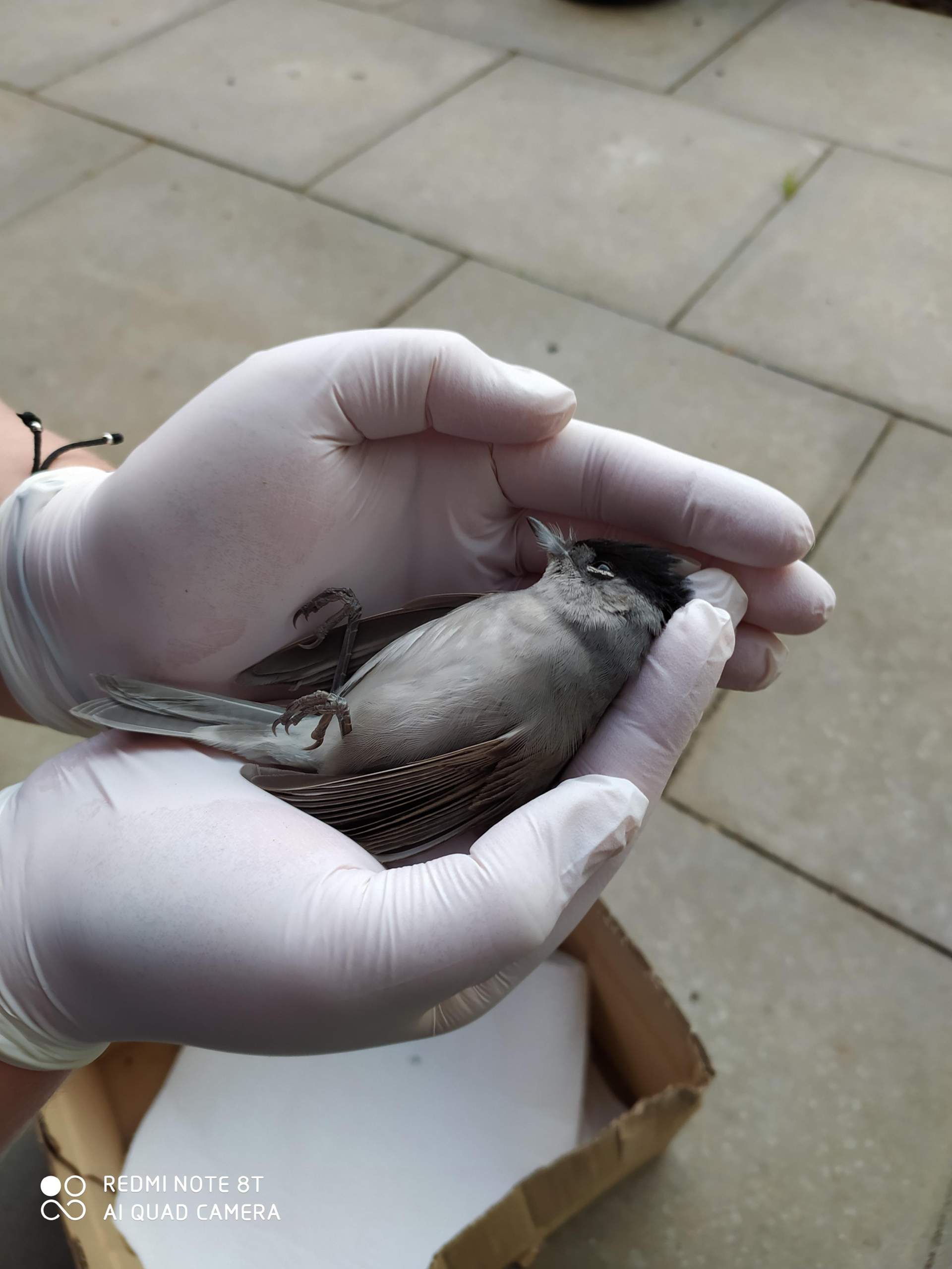 Vogel Gegen Scheibe Geflogen Genickbruch