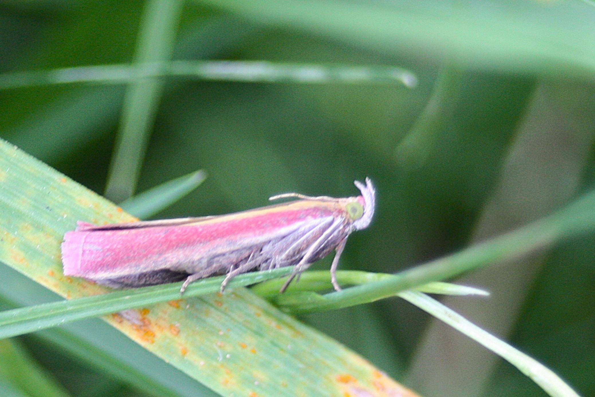 Bitte welches Insekt? (Insekten, Insektenbestimmung)