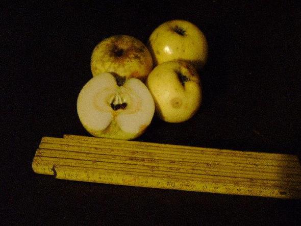 Bitteräpfel1 - (Garten, Apfel, Obstbaum)