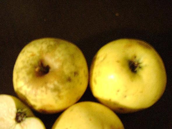 Bitteräpfel2 - (Garten, Apfel, Obstbaum)