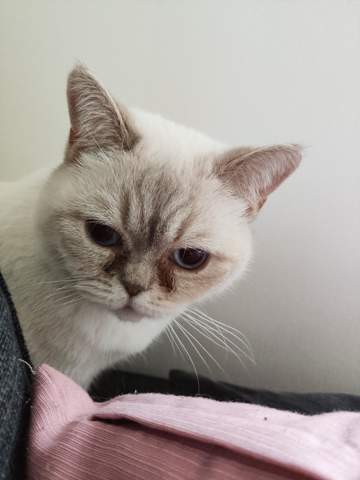 bkh augen probleme gesundheit und medizin katzen bkh katzen