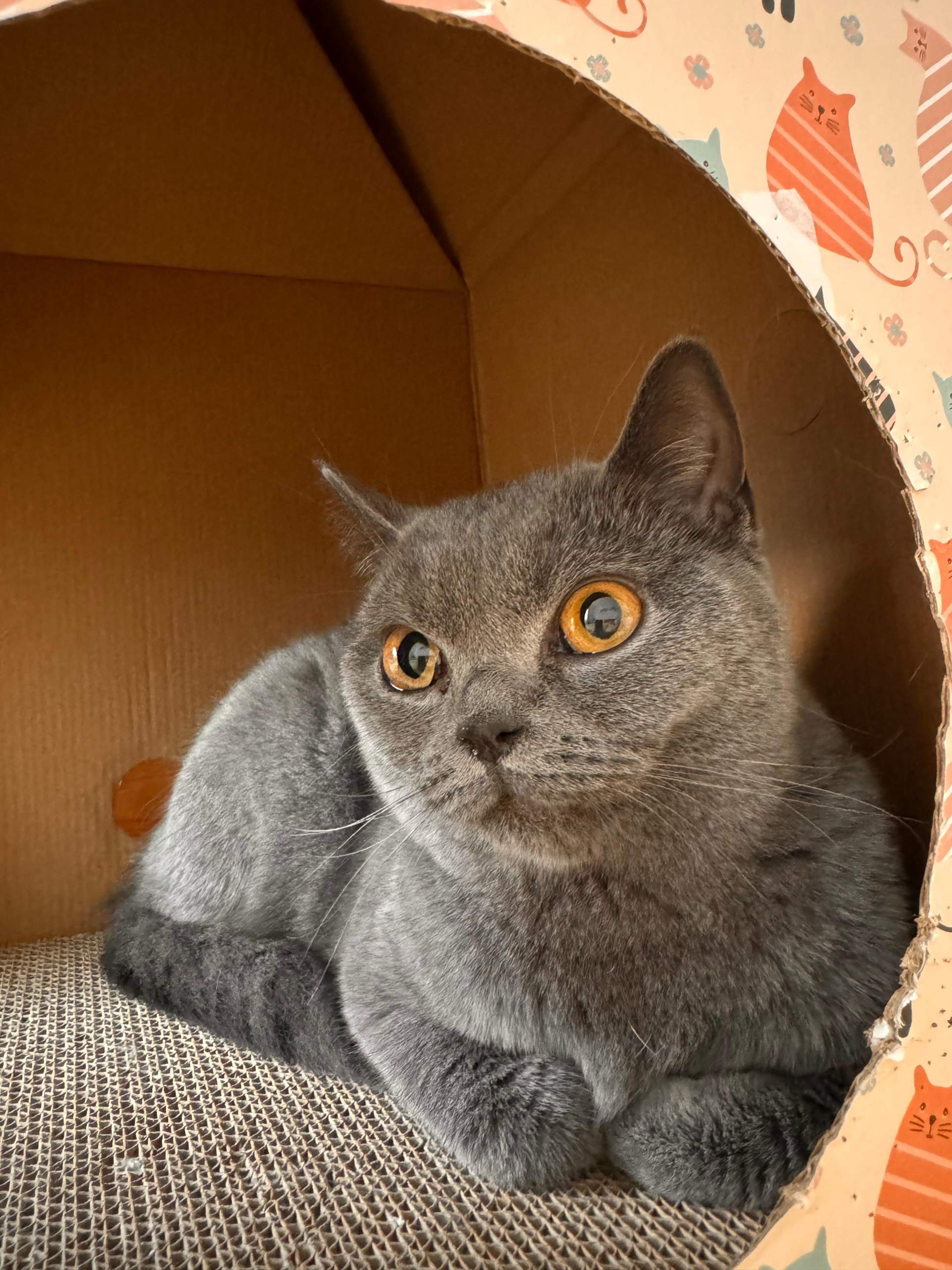 BKH Katze gekauft-Ebay? (Tierarzt, Tierhaltung, Tiermedizin)