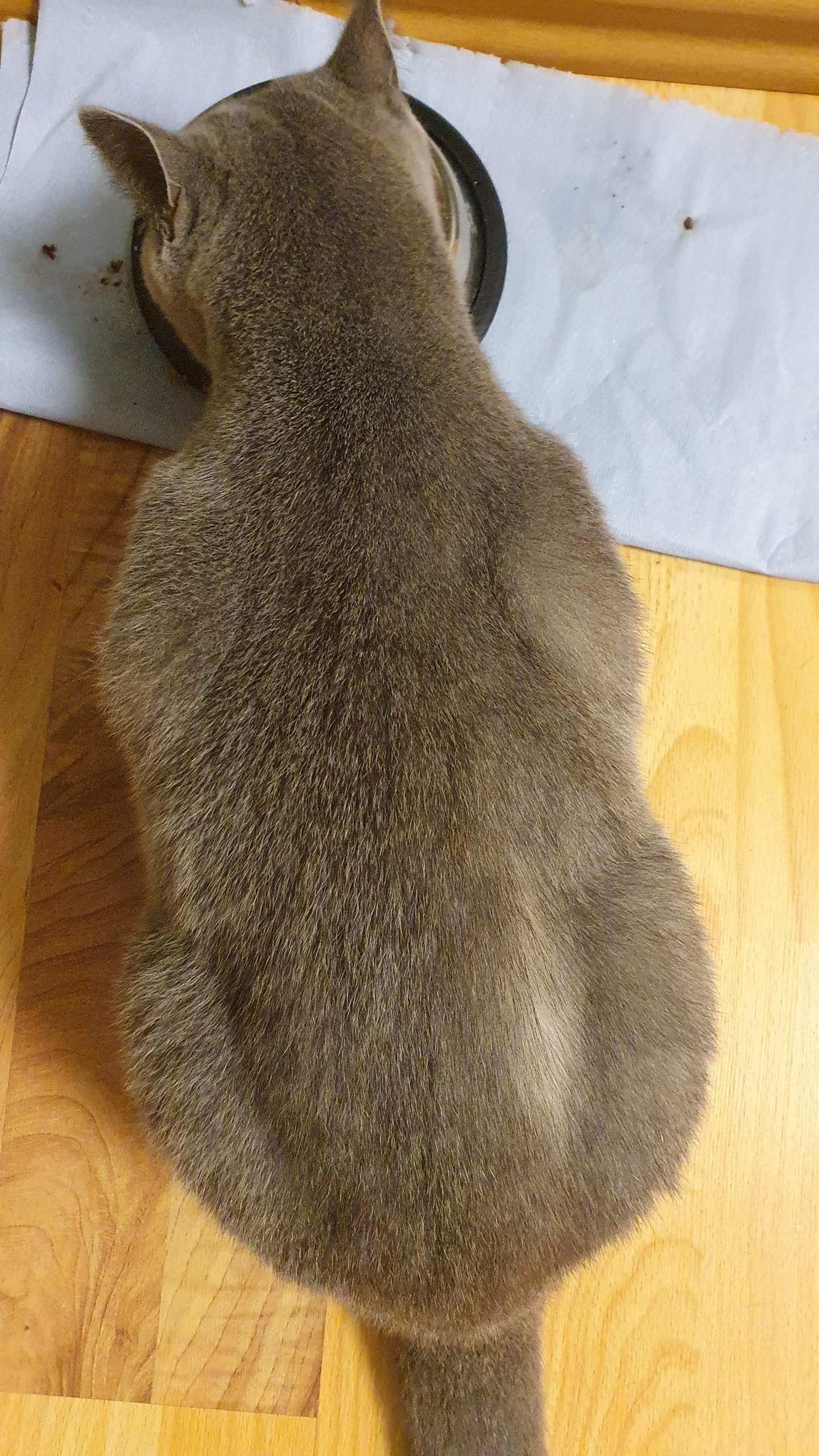 Bkh Katze hat am Rücken ein Punkt mit wenig Haare? (Tiere, Haustiere)