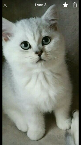 Bkh Zuchter Remote Unito It Kurzhaar Katzen Vom Zweitaelerland