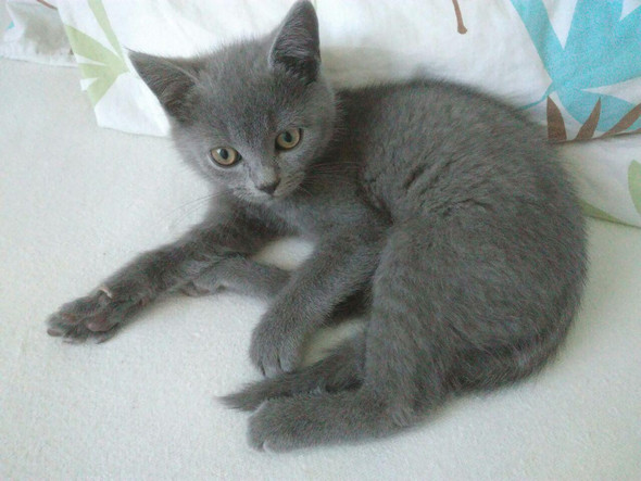 Bkh Oder Russisch Blau Tiere Katze Haustiere