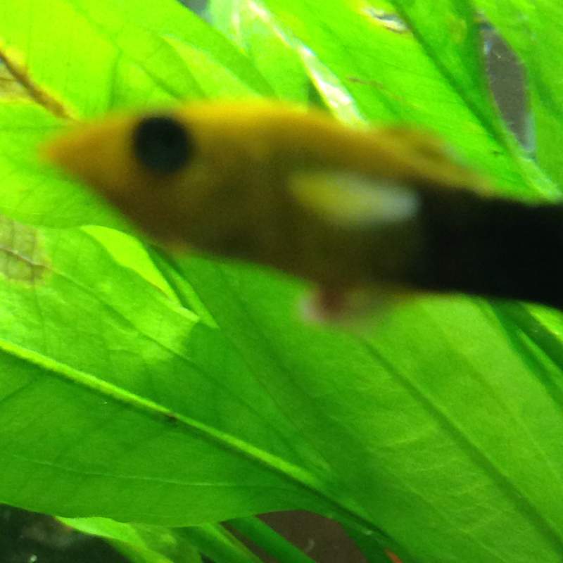 Black Molly hat weißes Geschwür am Bauch (Krankheit, Fische, Aquarium)