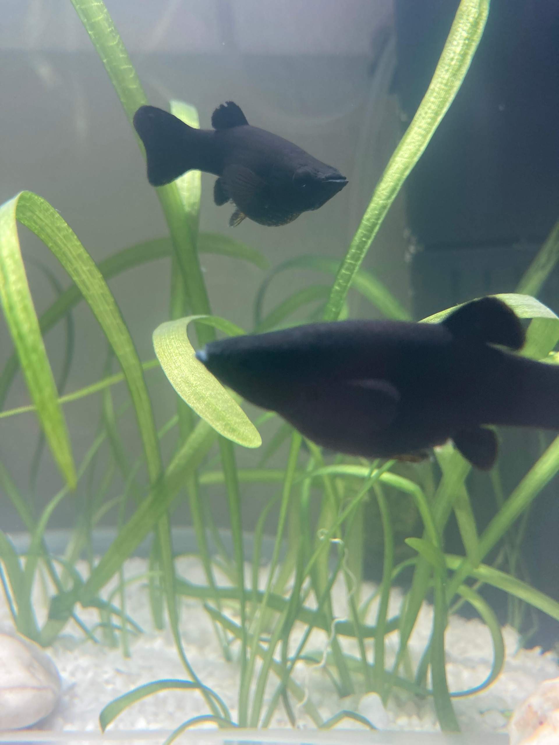 Woran Erkennt Man Das Fische Schwanger Sind Black molly schwanger? (Fische)