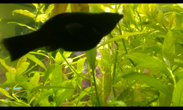 black molly - (Fische, Black Molly)