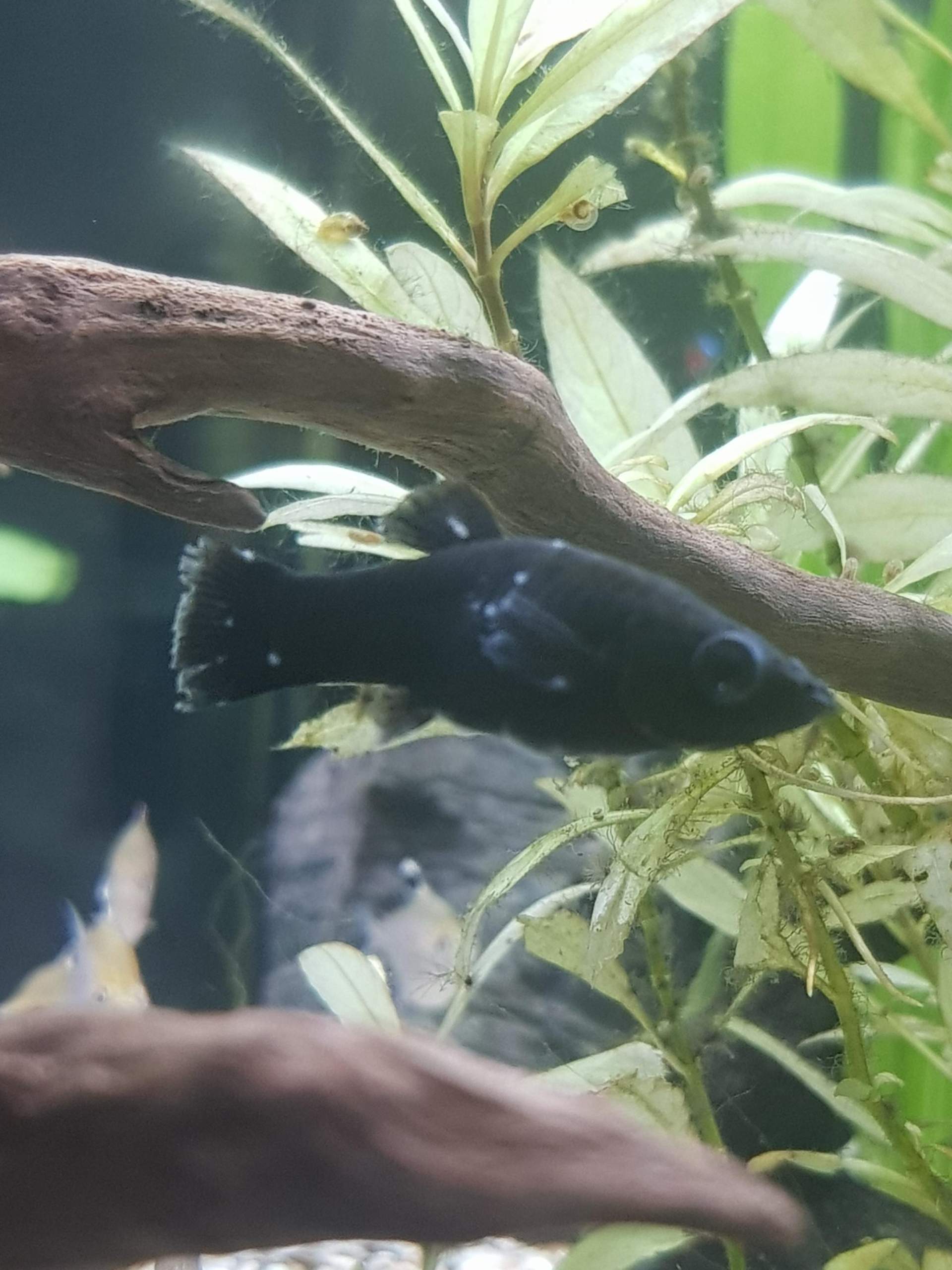Black Molly Weibchen hat weiße Punkte? (Krankheit, Aquarium