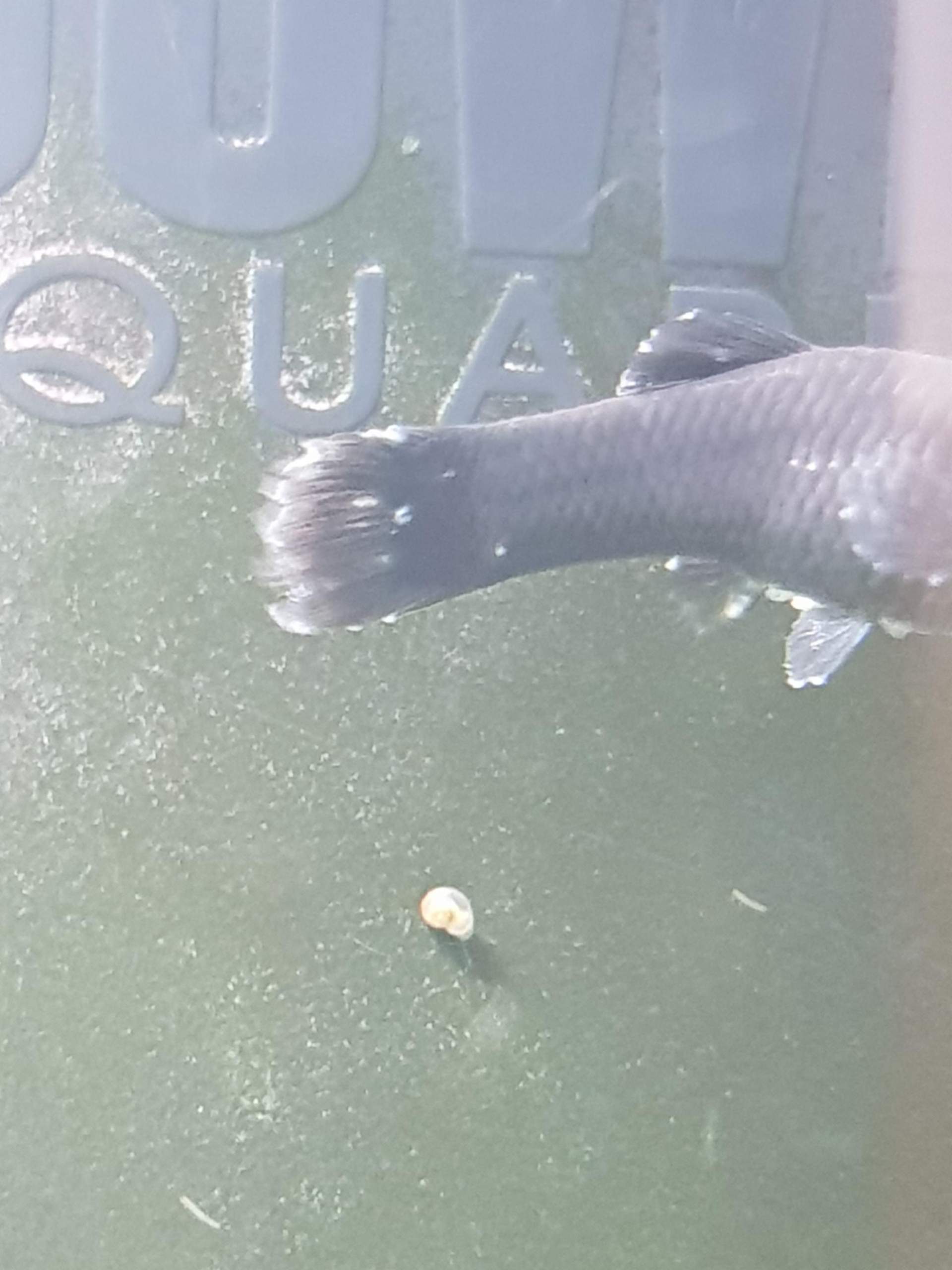 Black Molly Weibchen hat weiße Punkte? (Krankheit, Aquarium