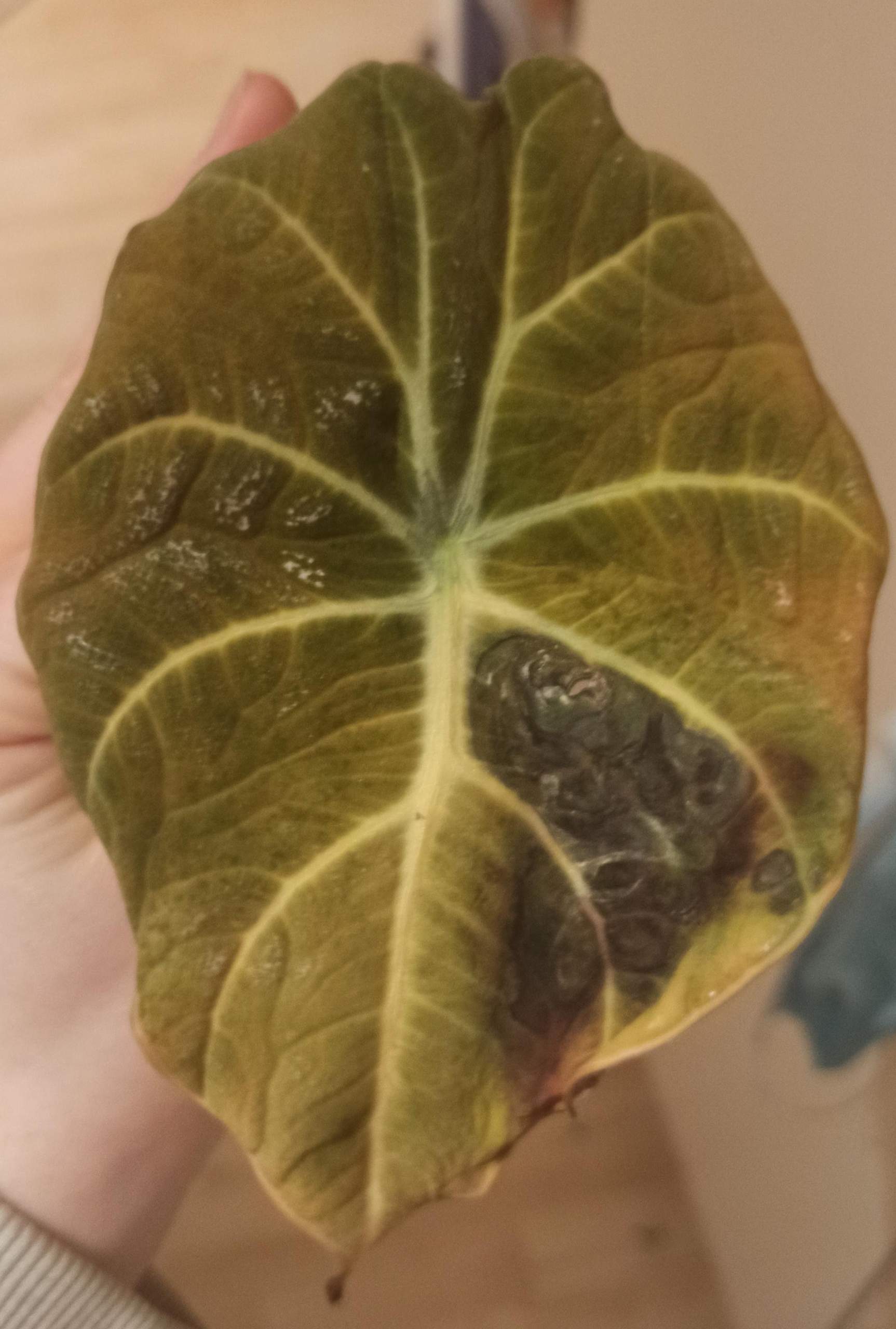 black velvet/Pfeilblatt/alocasia krankheit? (Pflanzen, Befall)
