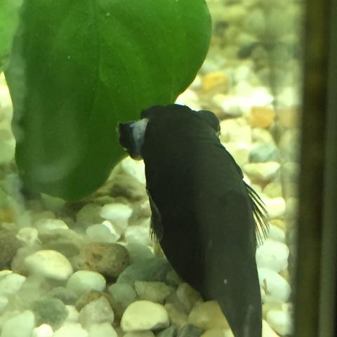 Blackmolly weibchen hat dicke Augen und eine Verletzung? (Krankheit