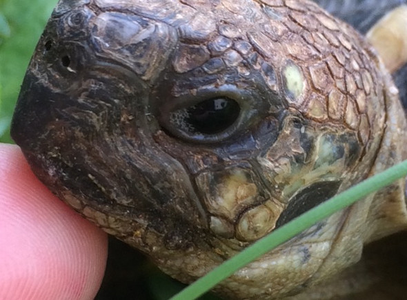 Linkes Auge - (Landschildkröten, Schildkröte Krankheit)