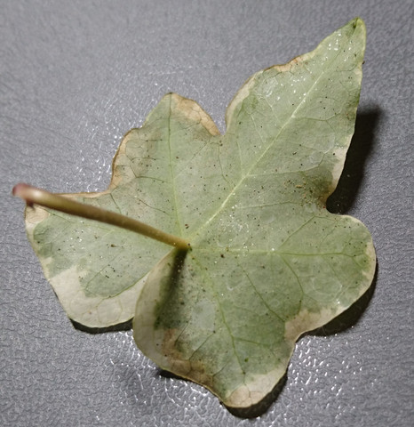 Blatter Am Efeu Werden Leicht Braun Und Fallen Ab Biologie