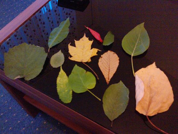 Hier sind die Blätter - (Schule, Biologie, Pflanzen)