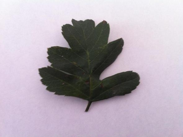 <-- - (Schule, Biologie, Baum)