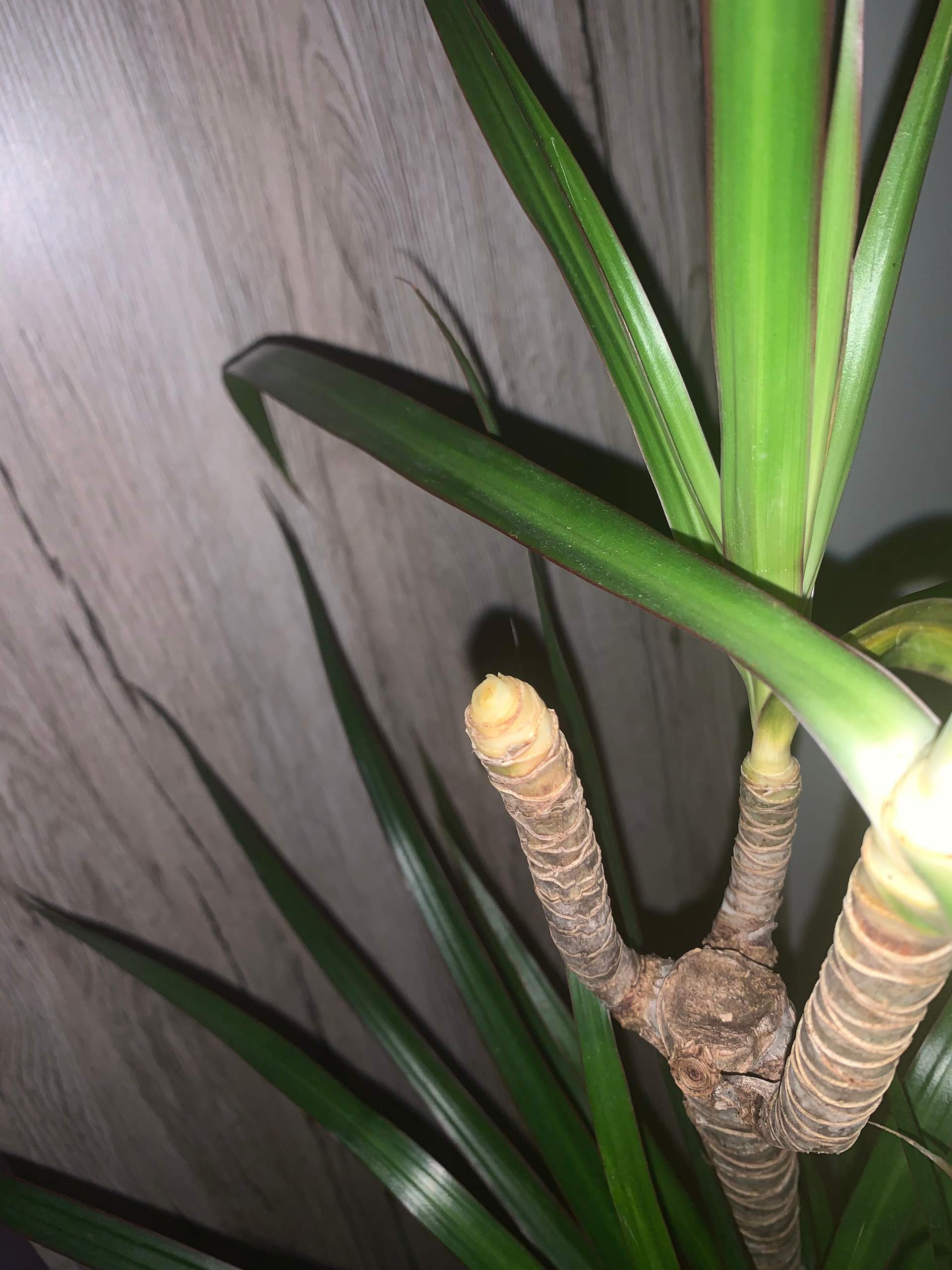 dracena bicolor Dracaena Marginata Tricolor | Care Guide and Pro Tips - Delivery from  Toronto across Canada main image 0