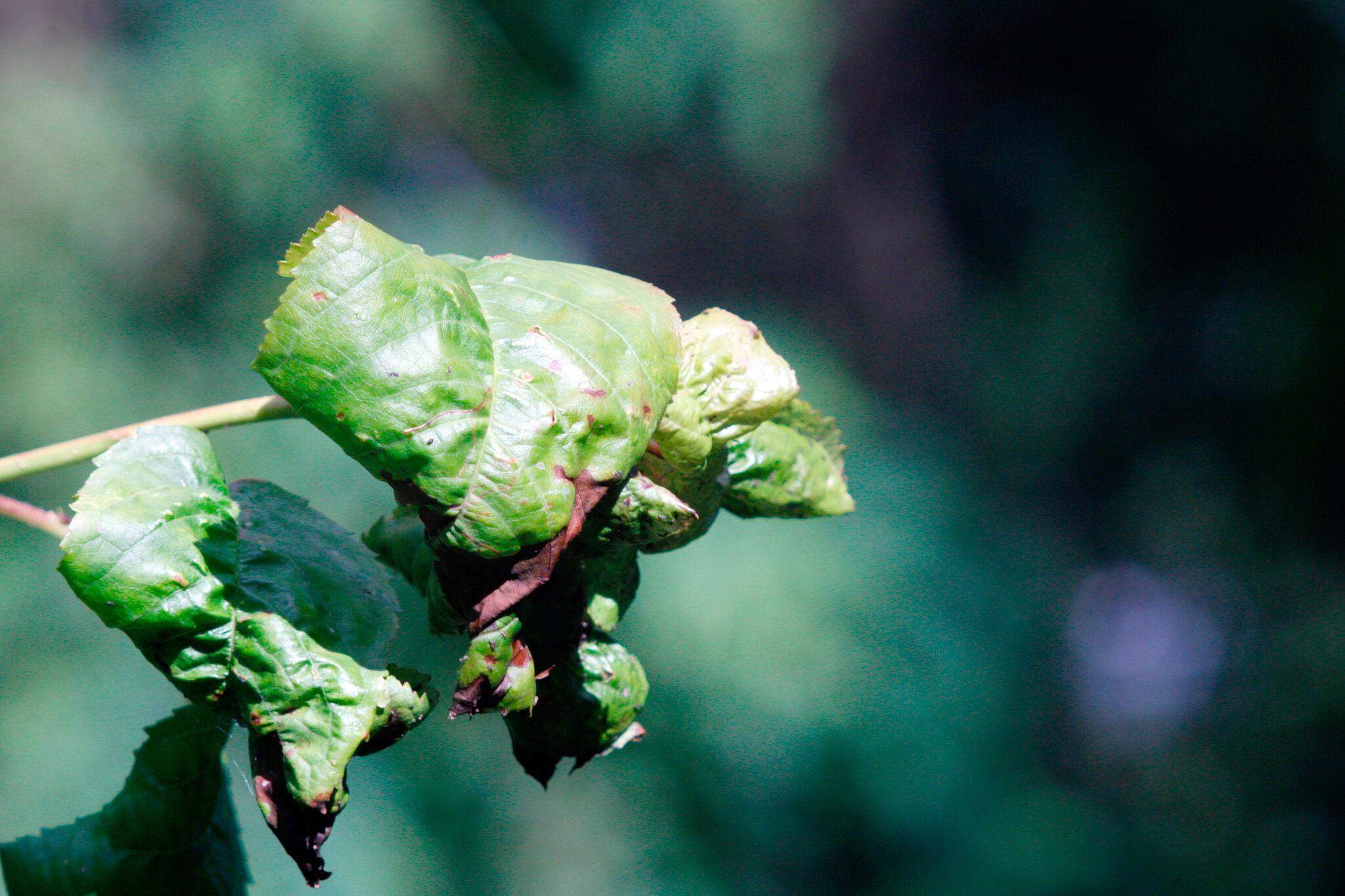 Blätter vom Kirschbaum kringeln sich? (Garten, Baum)