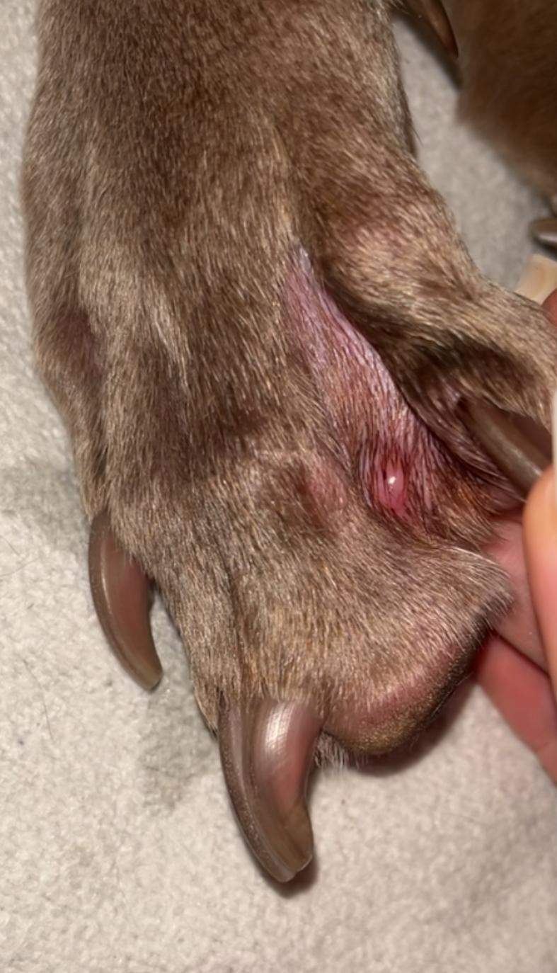 Hund Kaut Auf Pfote