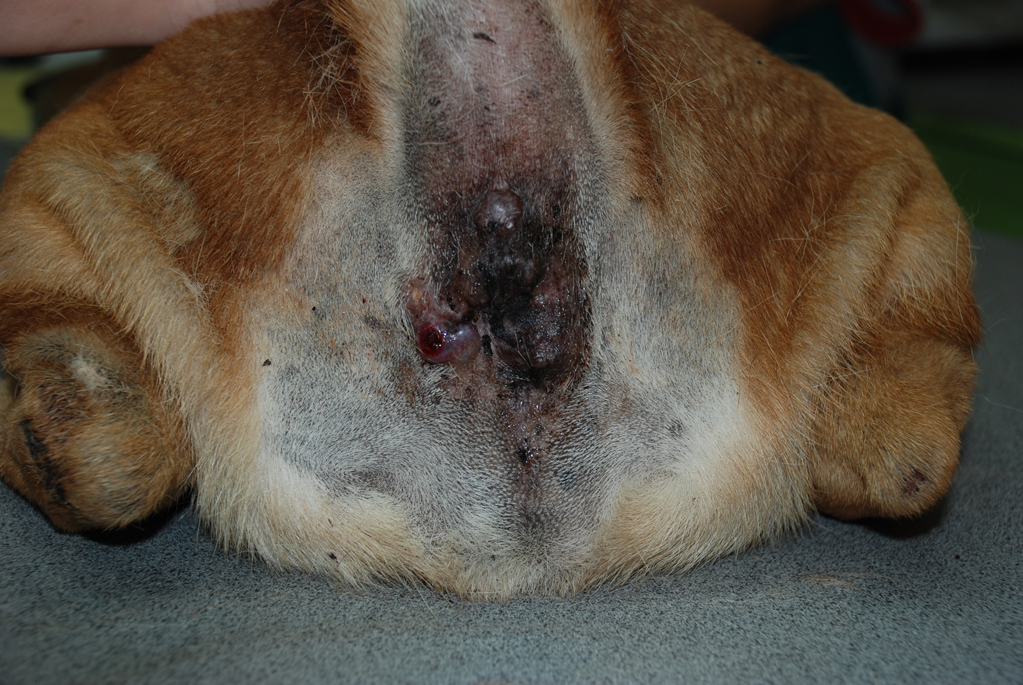 Blasen am Rektum meines Hundes? (Hund, Haustiere)