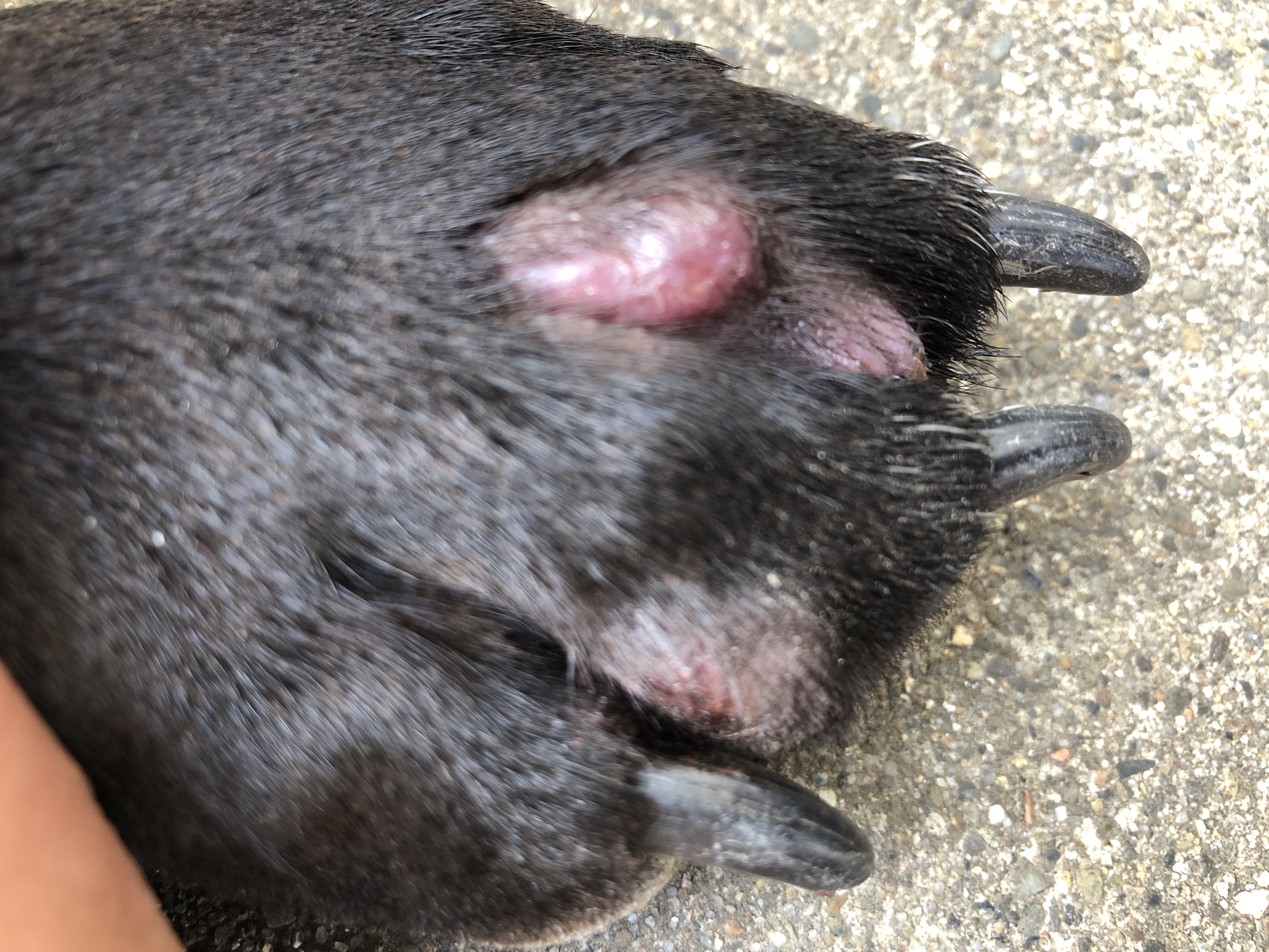 Blasen an der Pfote?? (Hund, Allergie)