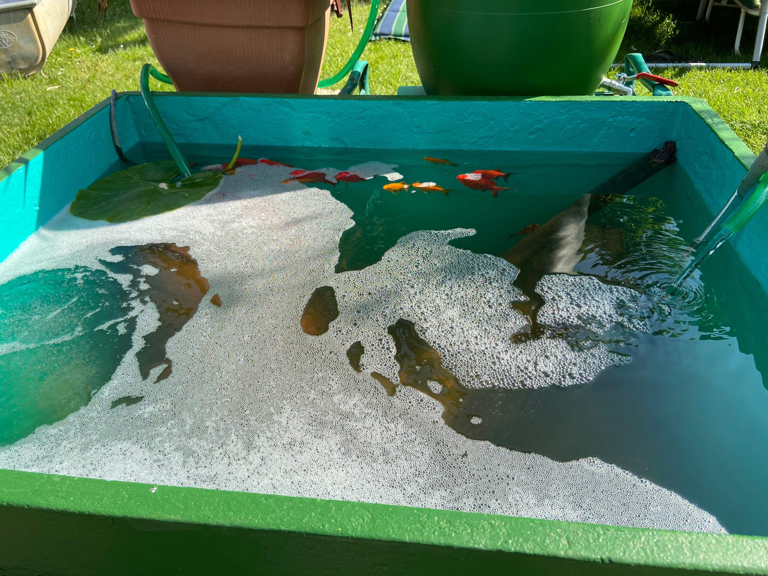 Blasen auf dem Wasserteich (gehen nicht weg) und Fische schwimmen immer