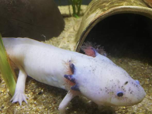 Blasse Kiemenäste fallen langsam ab beim Axolotl?