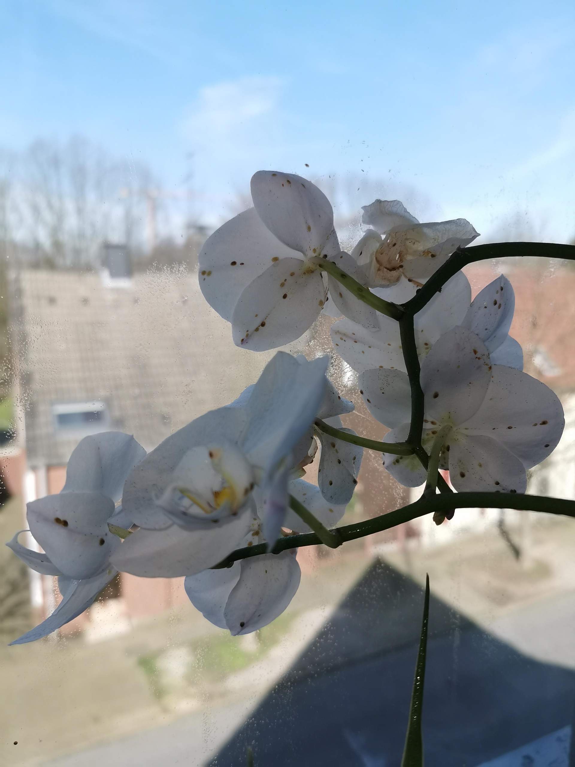 zimmerpflanzen wenig tageslicht Pflegeleichte Pflanzen, wenig Licht – Green Me Up